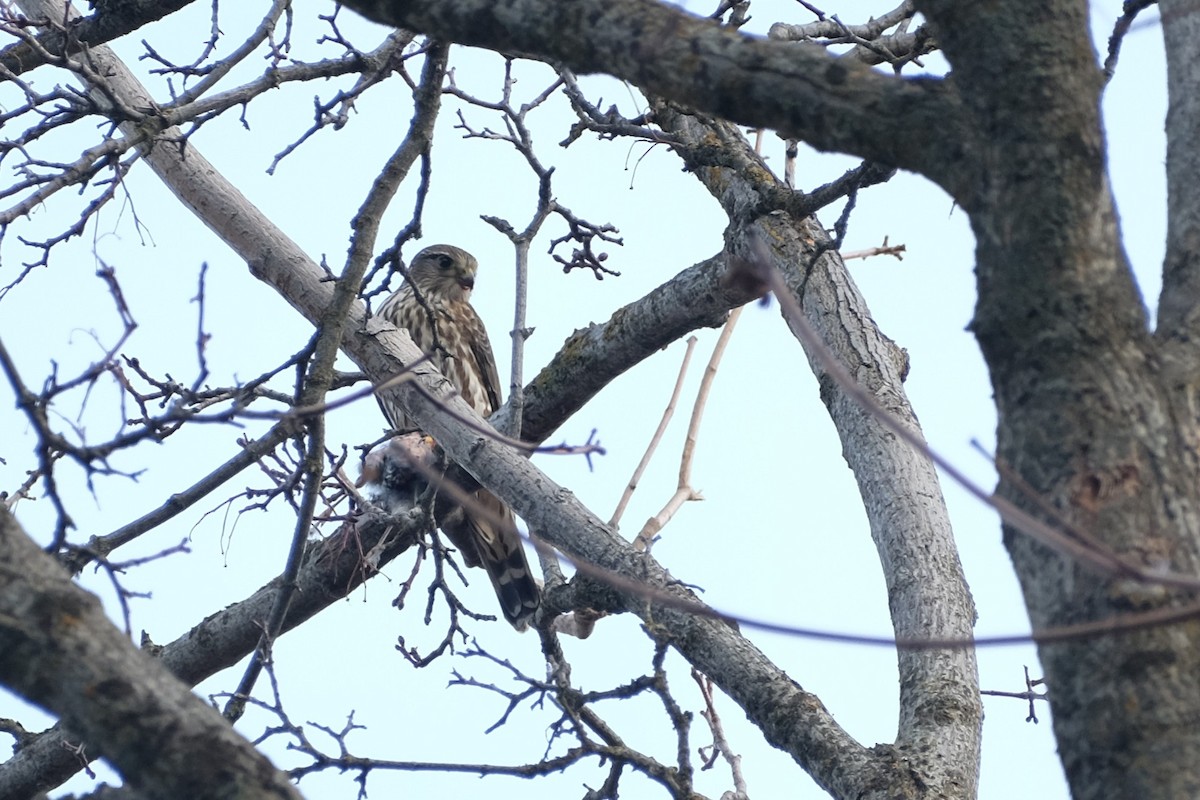 Дербник - ML647328025