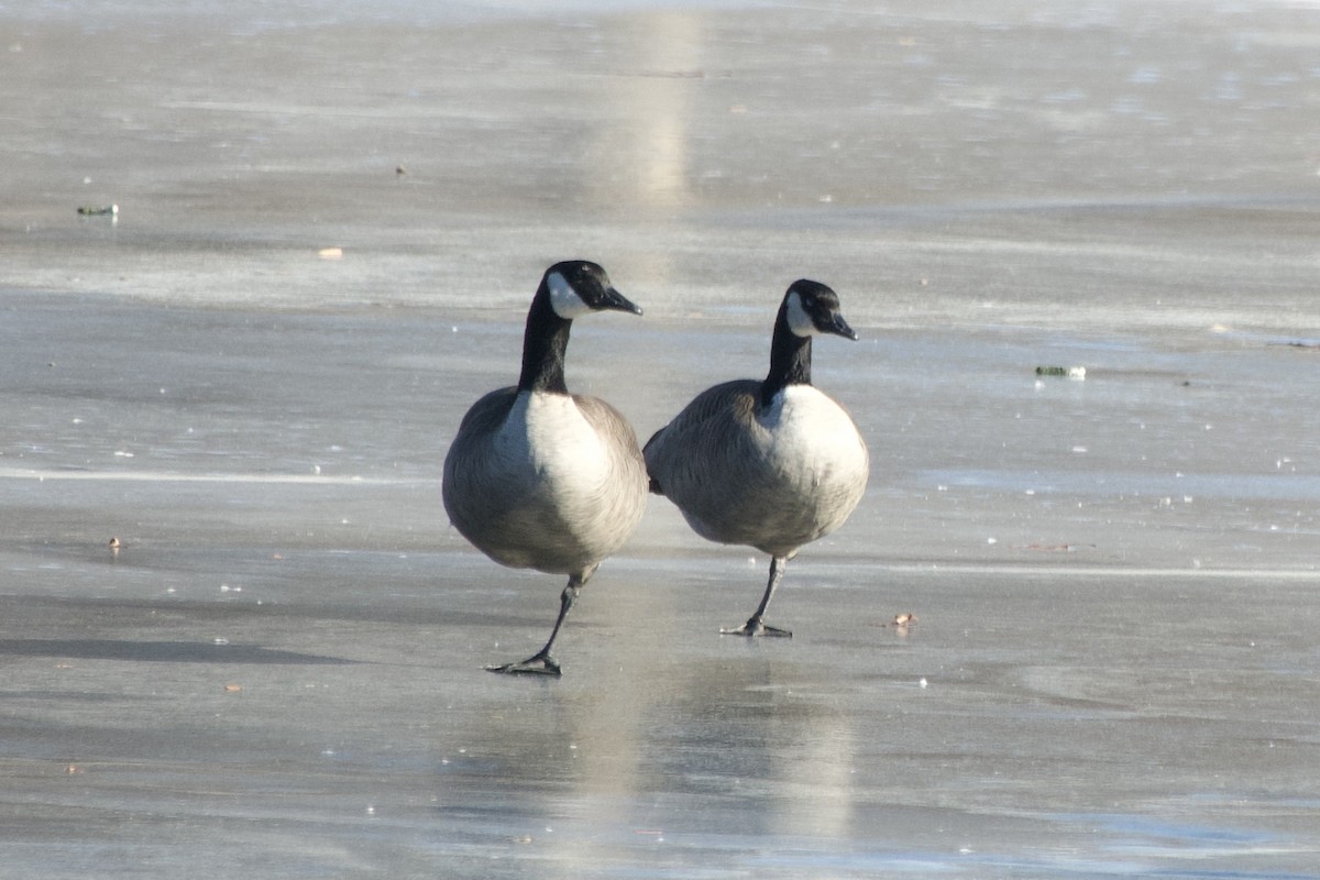 Канадская казарка - ML647328027