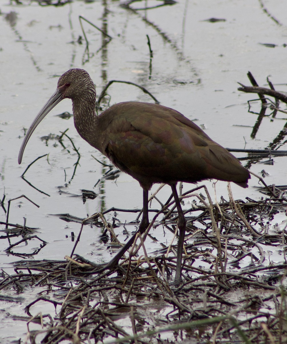 Очковая каравайка - ML647328028