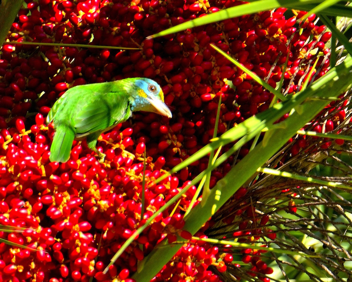 Желтолобый бородастик - ML647328029