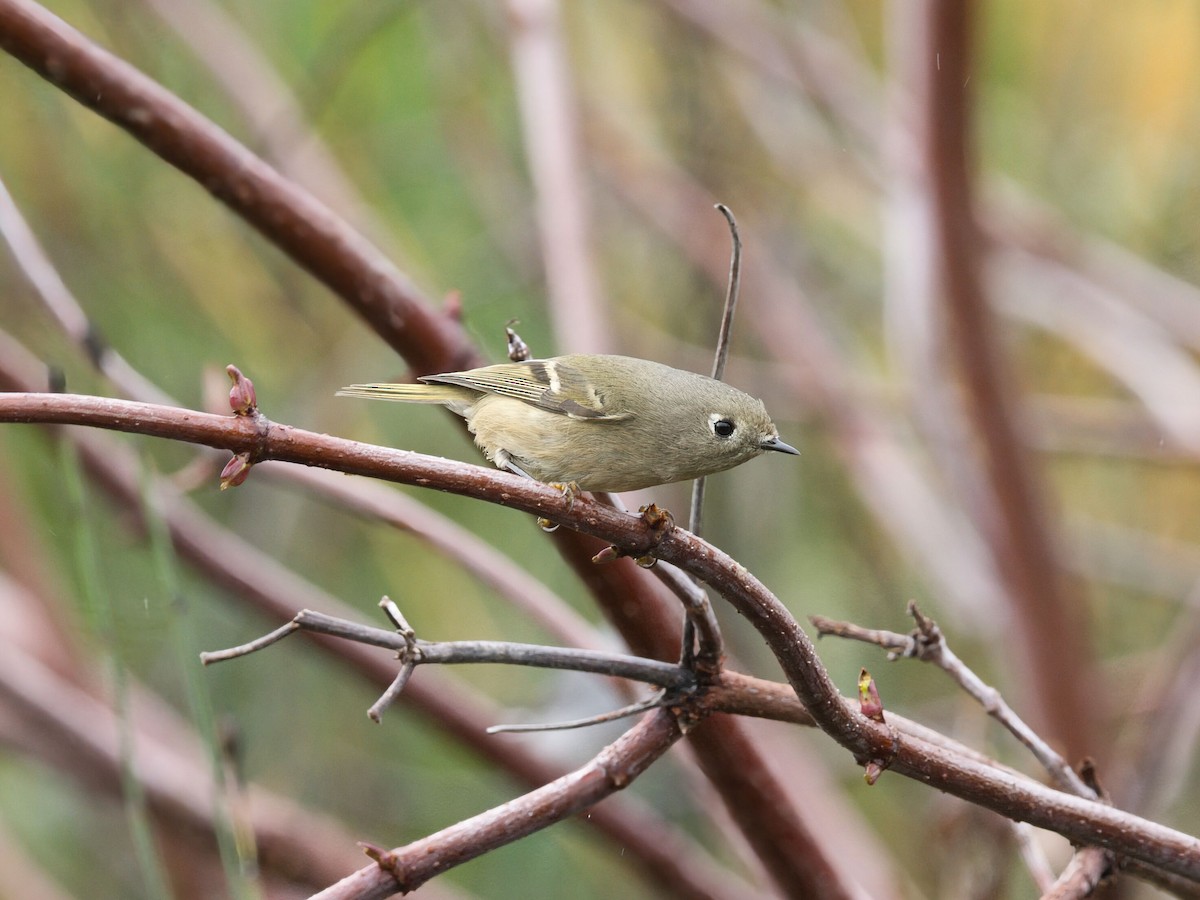 Рубиноголовый королёк - ML647328034