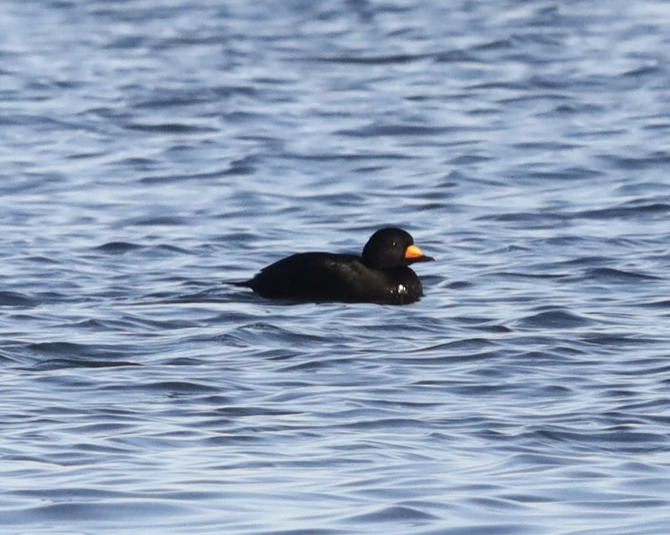 turpan žlutozobý - ML647328041