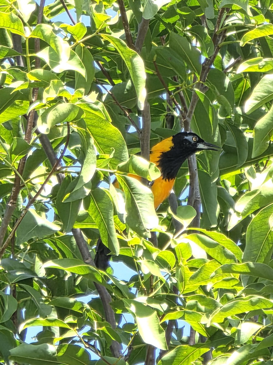 Venezuelan Troupial - ML647328049