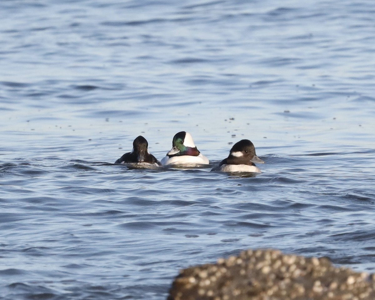 Bufflehead - ML647328055