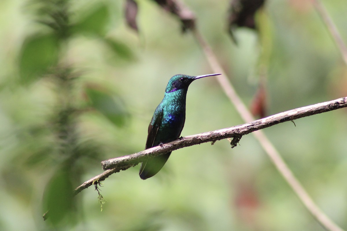 Колібрі синьочеревий - ML647328065