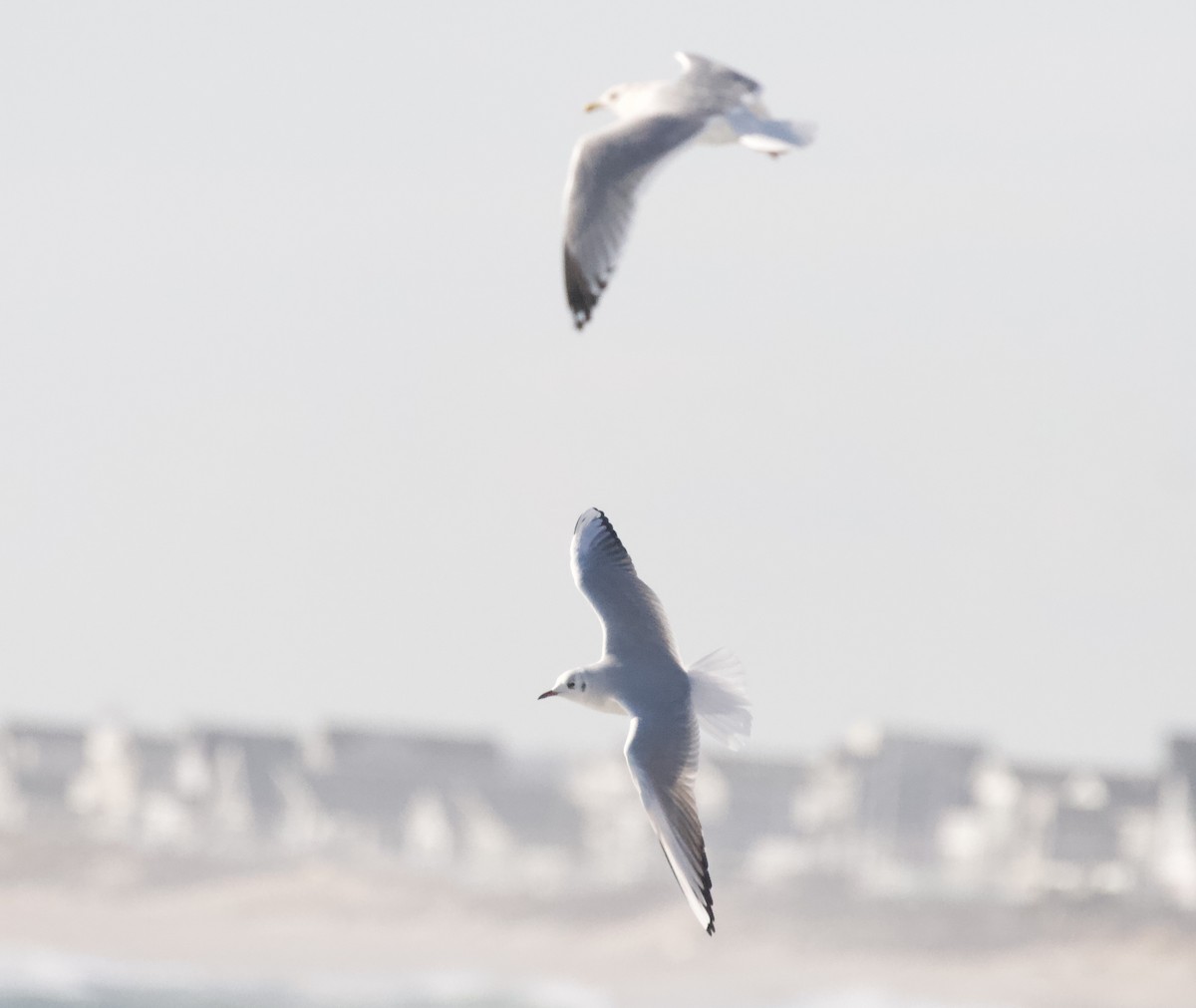 Black-headed Gull - ML647328083