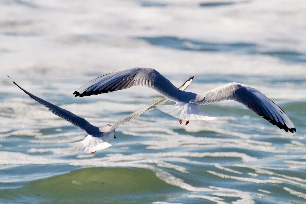 Black-headed Gull - ML647328084