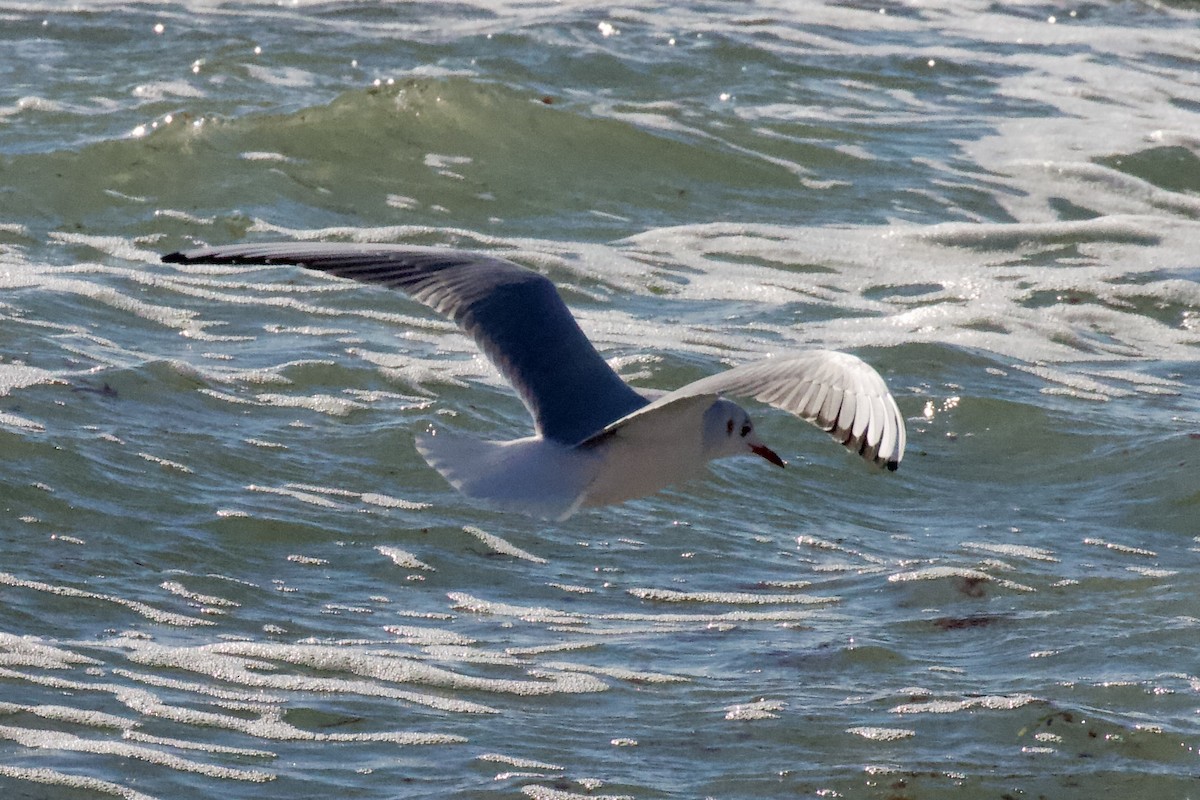 Black-headed Gull - ML647328085