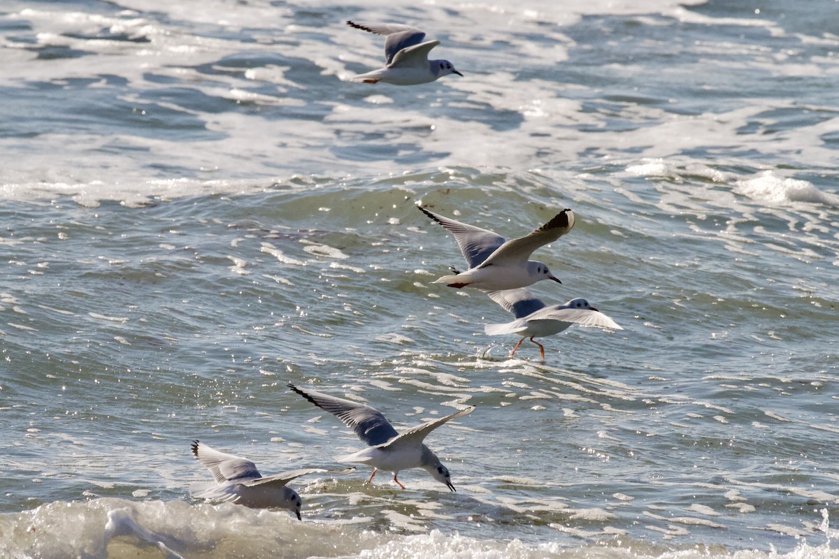 Black-headed Gull - ML647328086