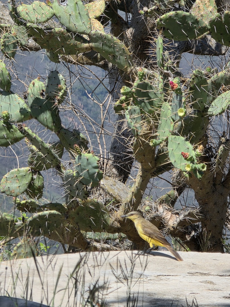 Cattle Tyrant - ML647328088