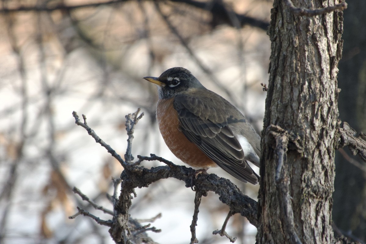 drozd stěhovavý - ML647328090