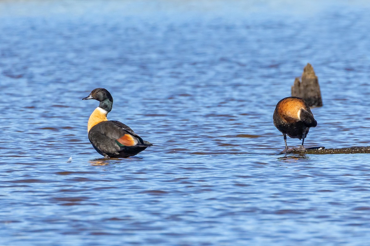 Australian Shelduck - ML647328105