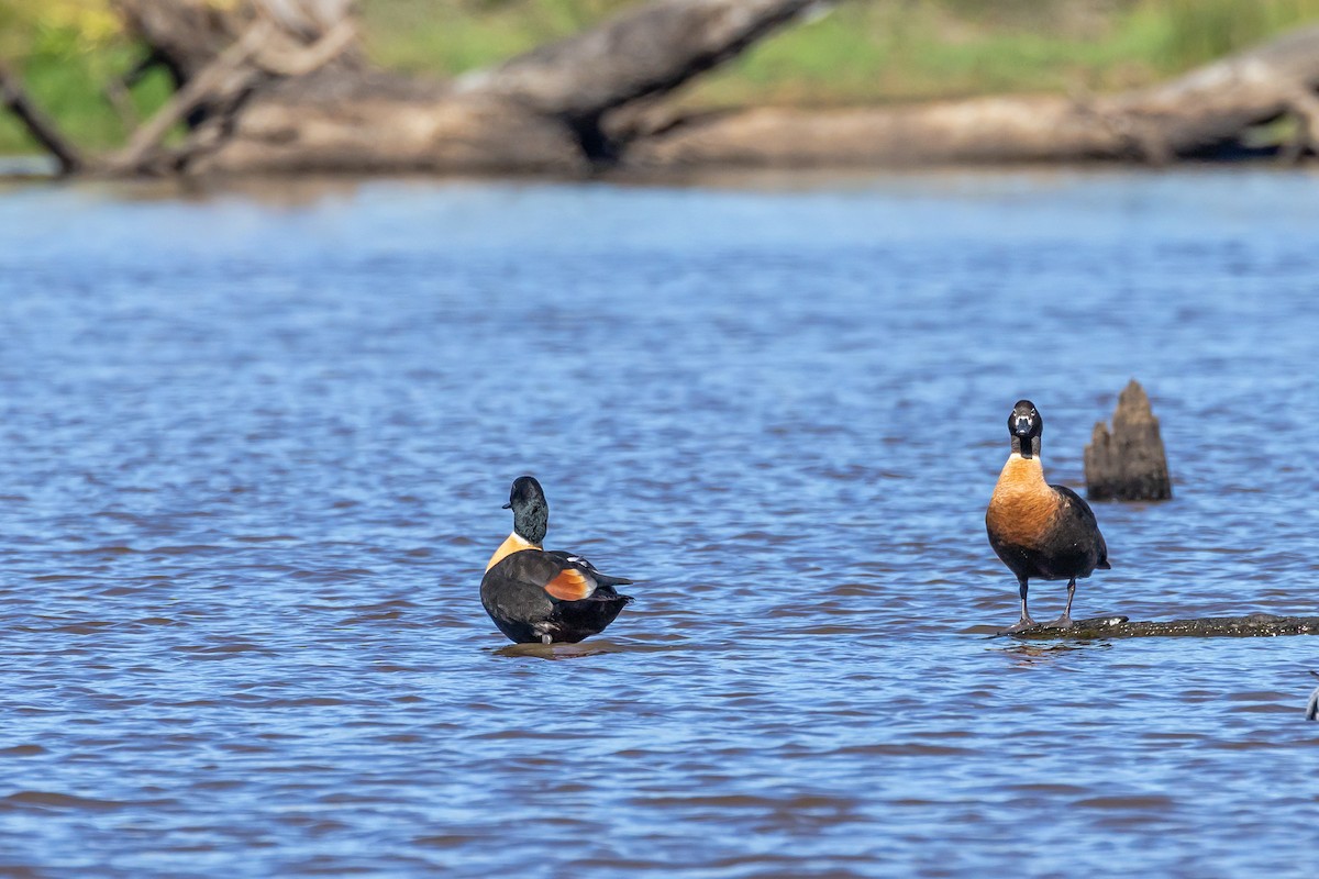Australian Shelduck - ML647328106