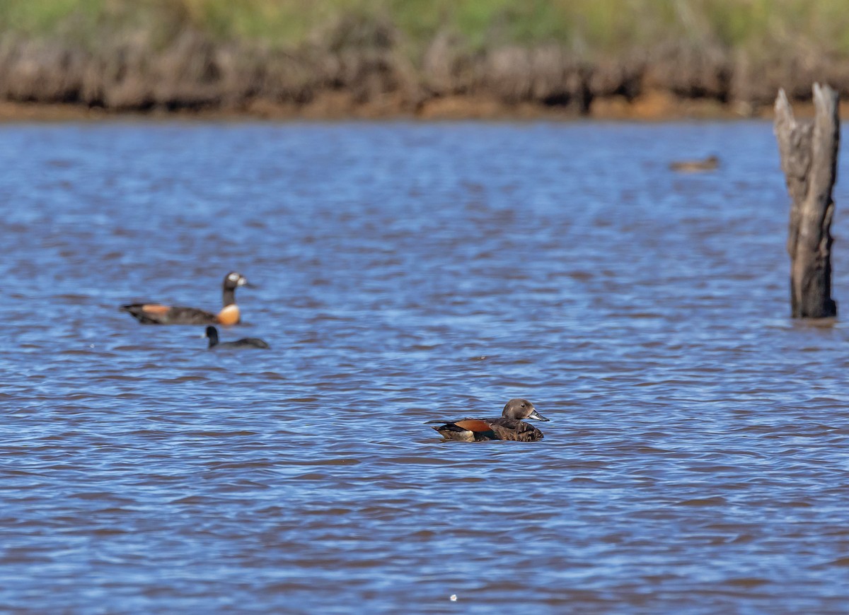 Australian Shelduck - ML647328107