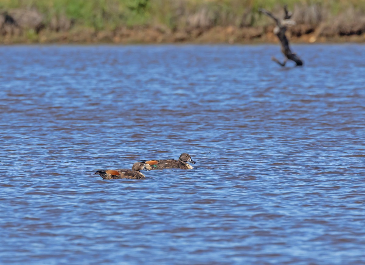 Australian Shelduck - ML647328110