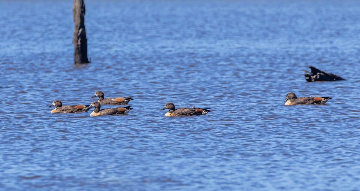 Australian Shelduck - ML647328111