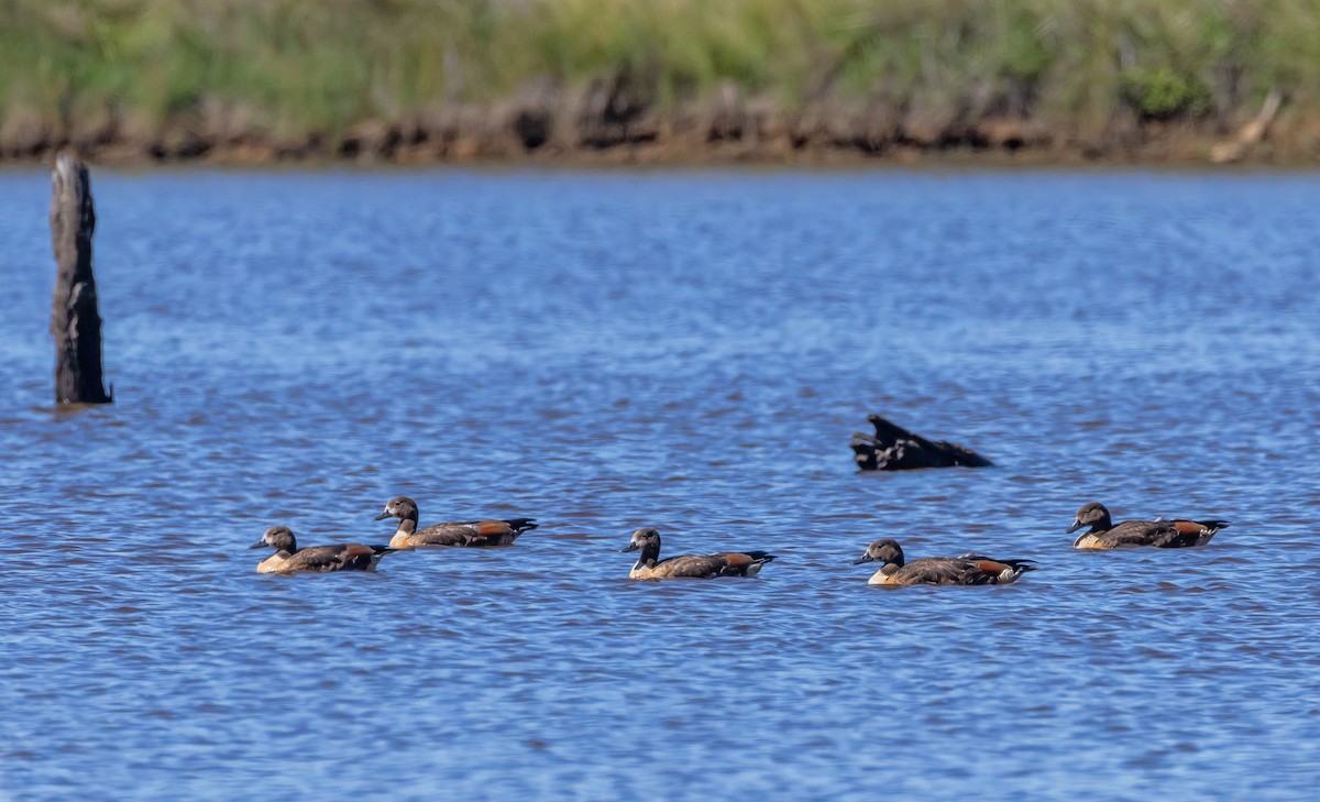 Australian Shelduck - ML647328112