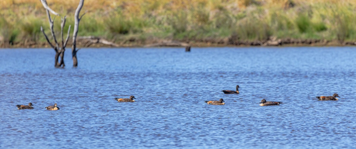 Australian Shelduck - ML647328116