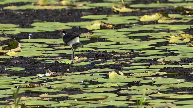 Comb-crested Jacana - ML647328121