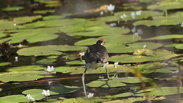 Comb-crested Jacana - ML647328122