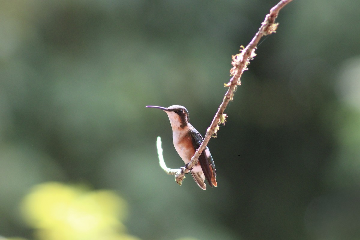Ak Göbekli Ormanyıldızı - ML647328123
