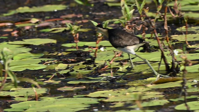 Comb-crested Jacana - ML647328124