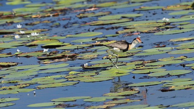 Comb-crested Jacana - ML647328125
