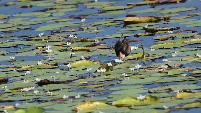 Comb-crested Jacana - ML647328126