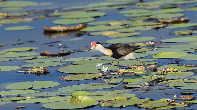 Comb-crested Jacana - ML647328129