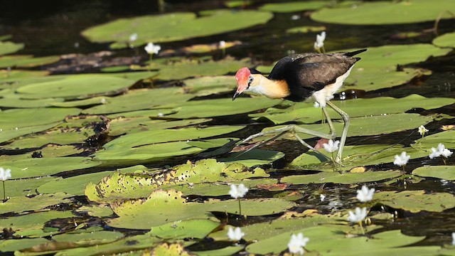 Comb-crested Jacana - ML647328130