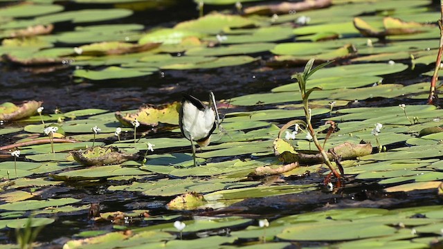 Comb-crested Jacana - ML647328131