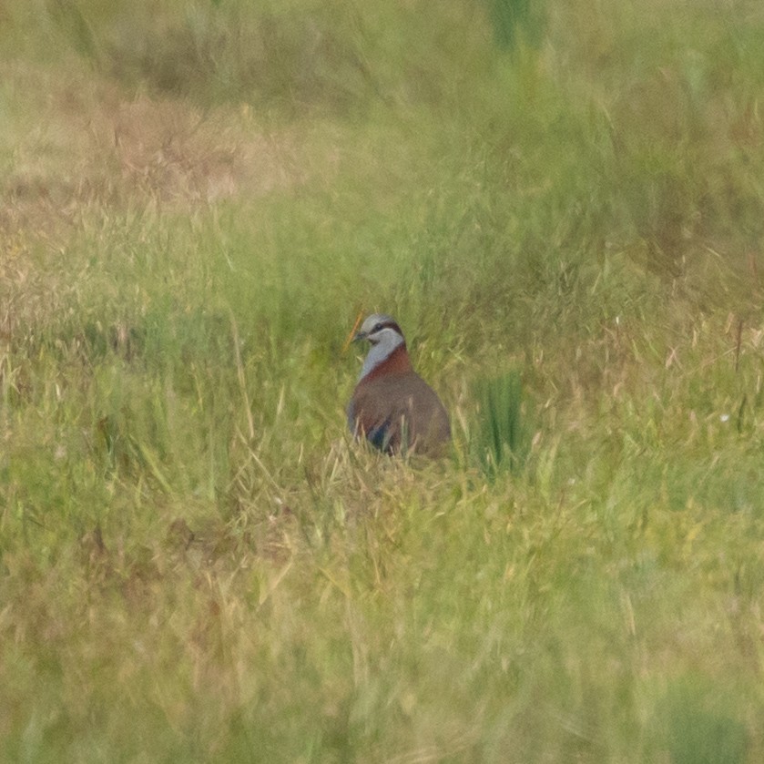 Colombine élégante - ML647328150