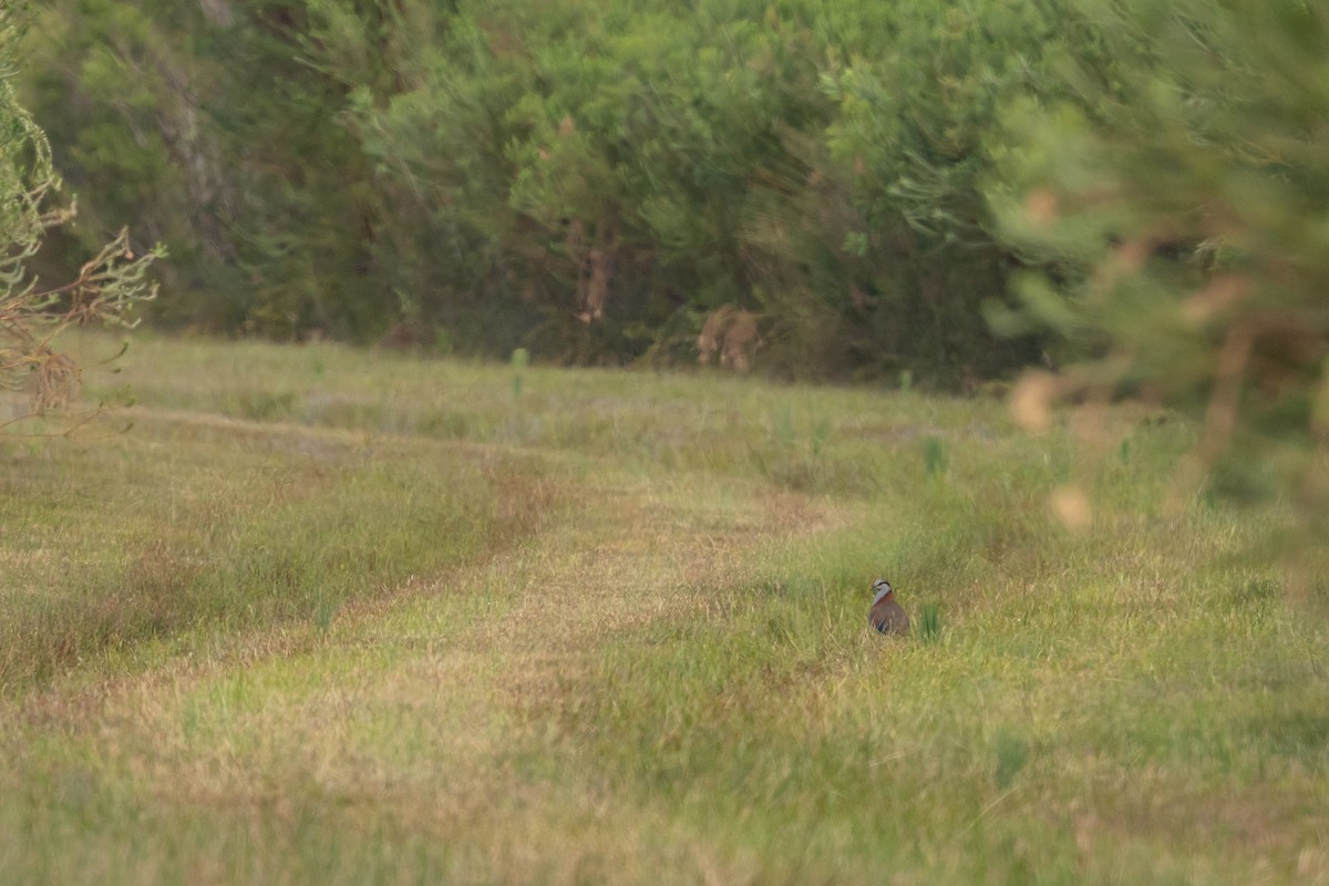 Colombine élégante - ML647328151