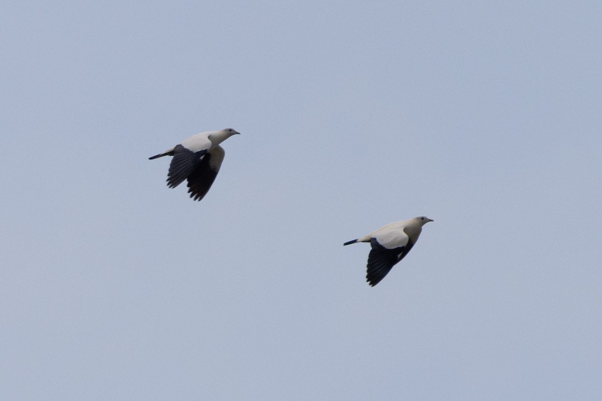 Torresian Imperial-Pigeon - ML647328201