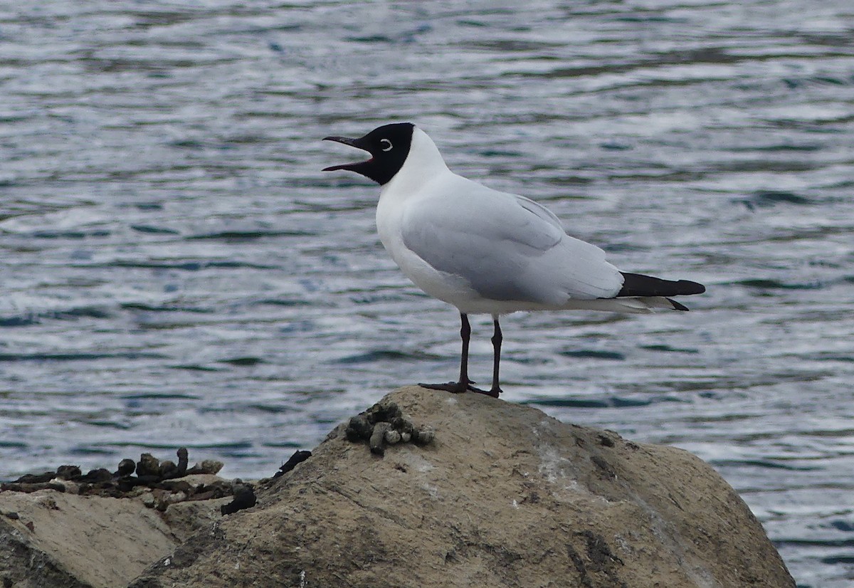 Andean Gull - ML647328205