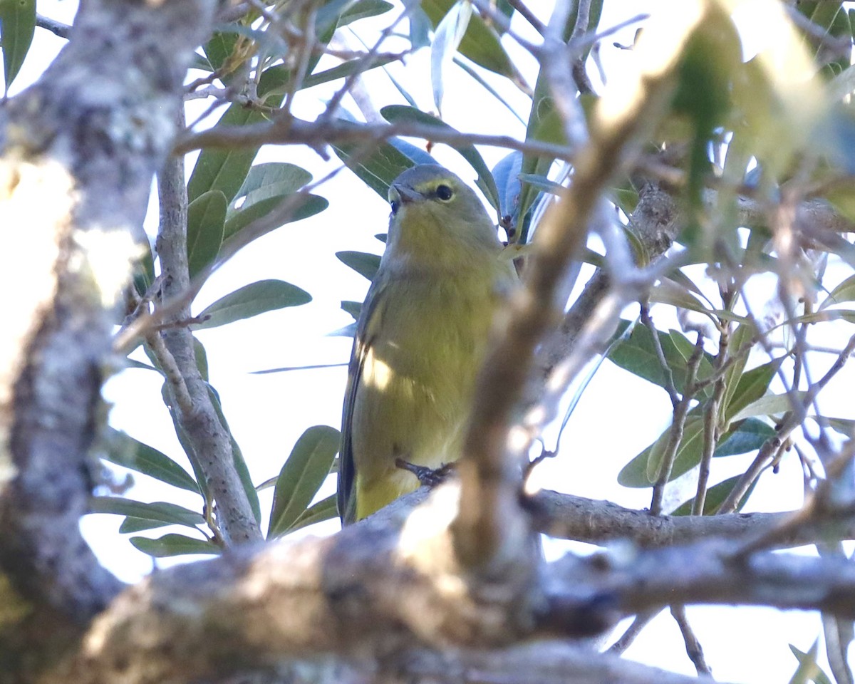 Orange-crowned Warbler - ML647328206