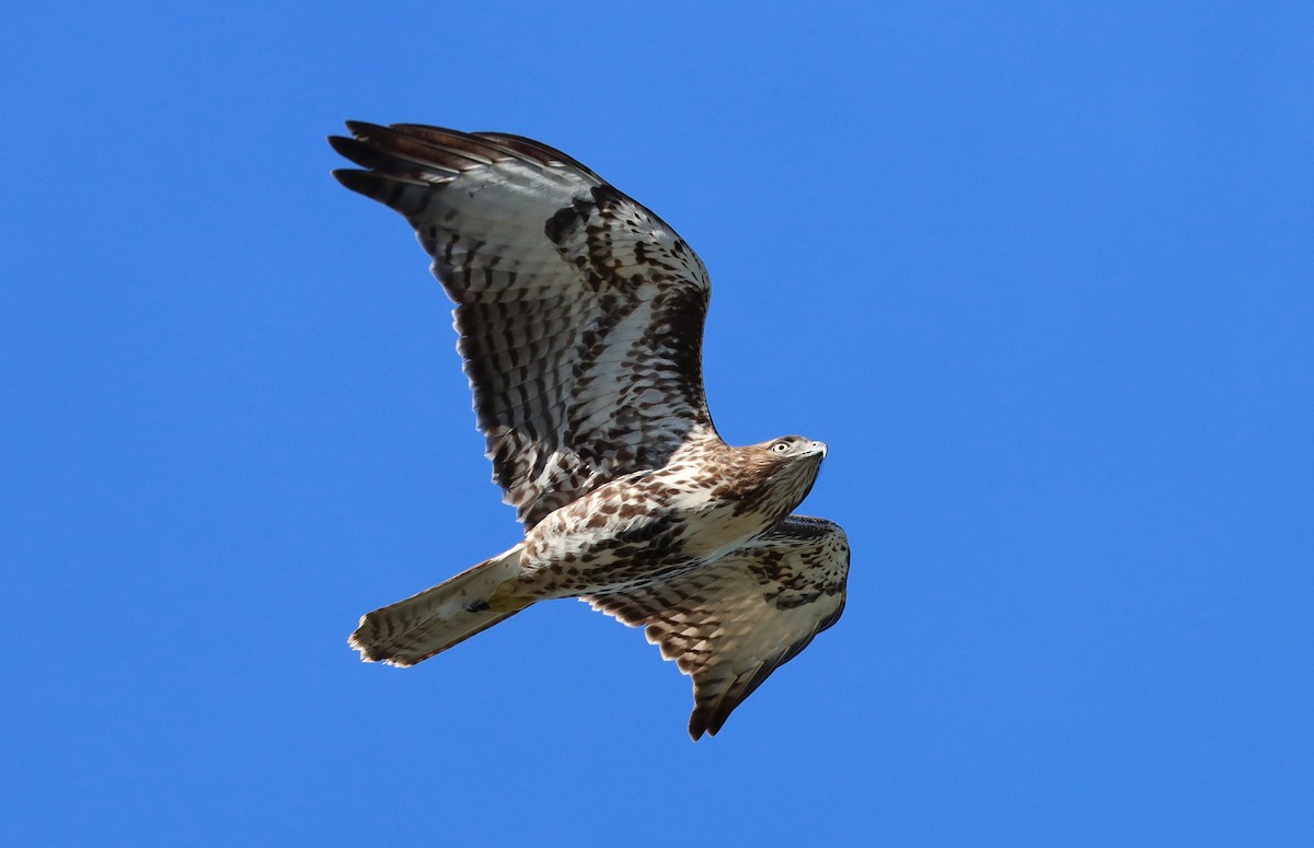 rødstjertvåk - ML647328292