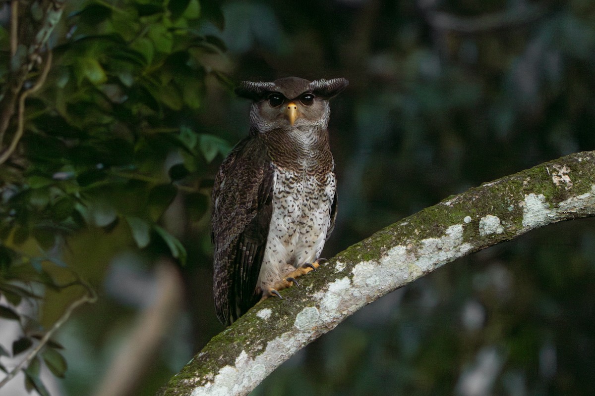 malayhubro - ML647328323