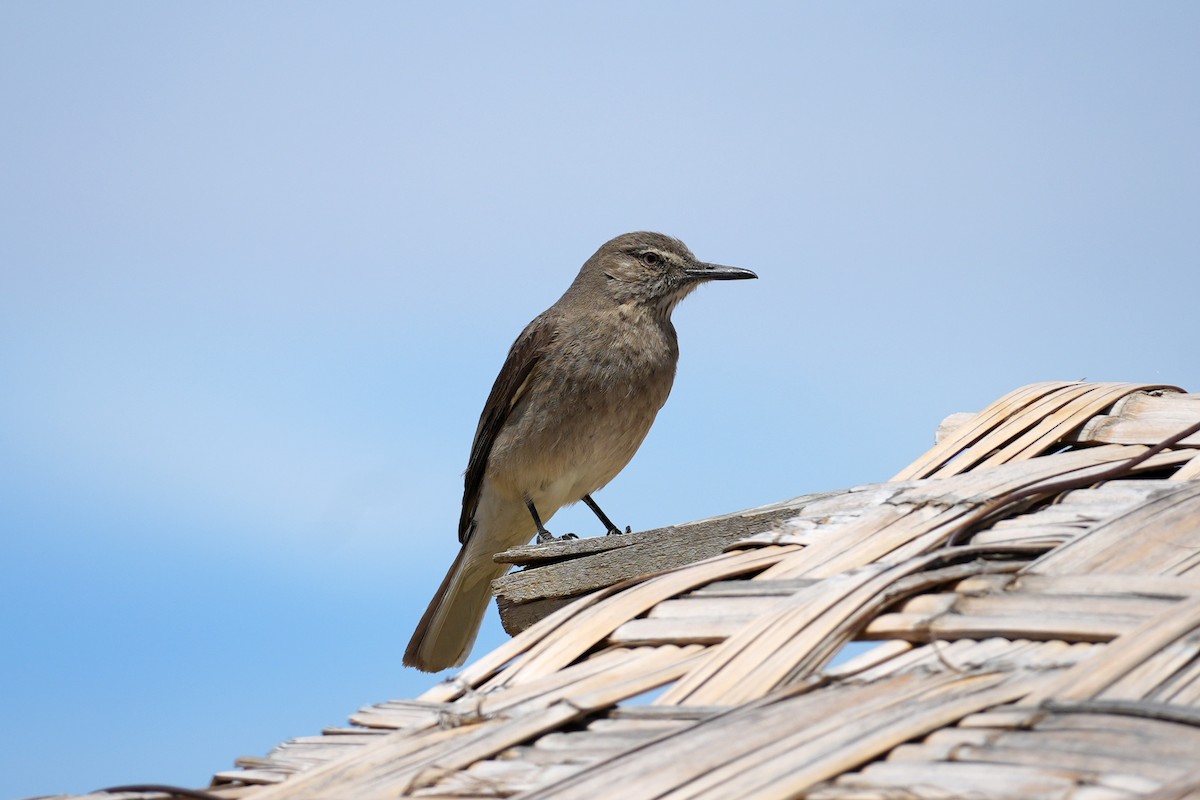 Black-billed Shrike-Tyrant - ML647328325