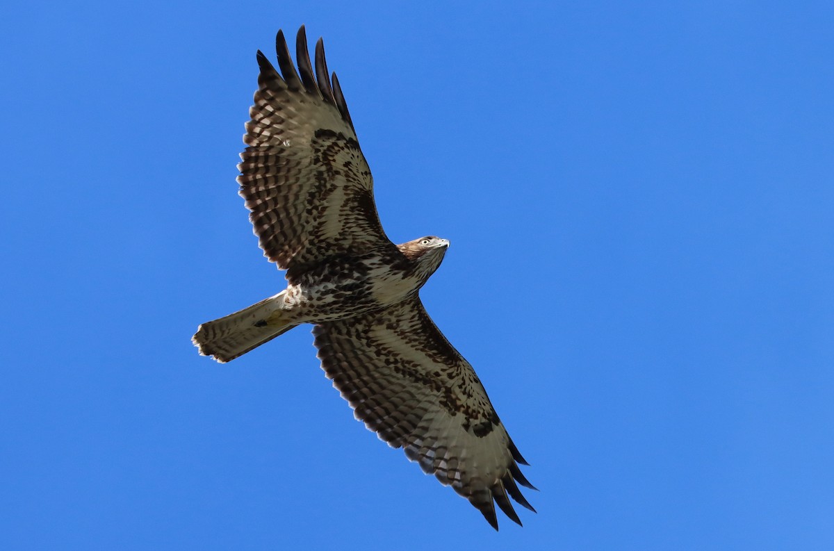 rødstjertvåk - ML647328326