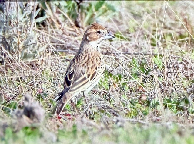 Lark Bunting - ML647328359