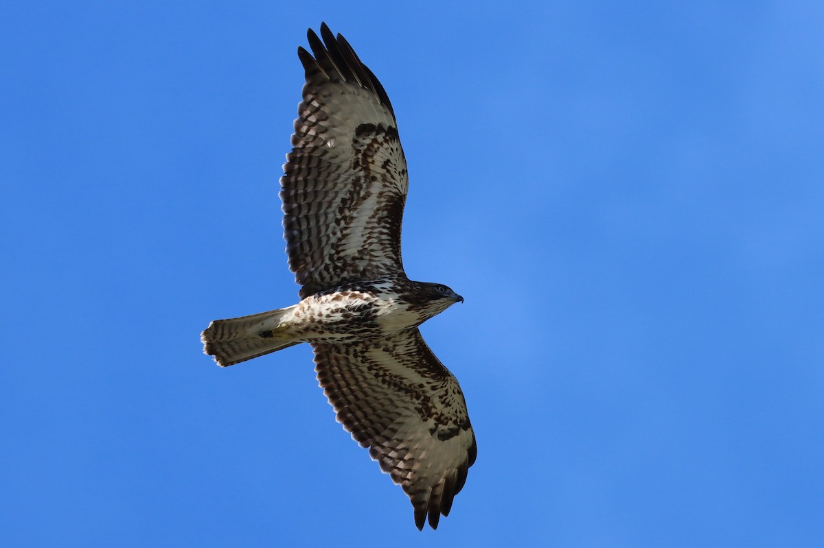 Red-tailed Hawk - Steve Tucker