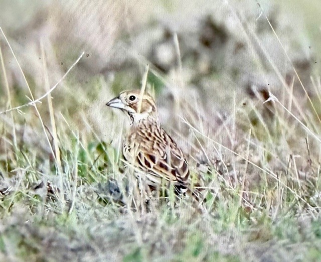 Lark Bunting - ML647328366