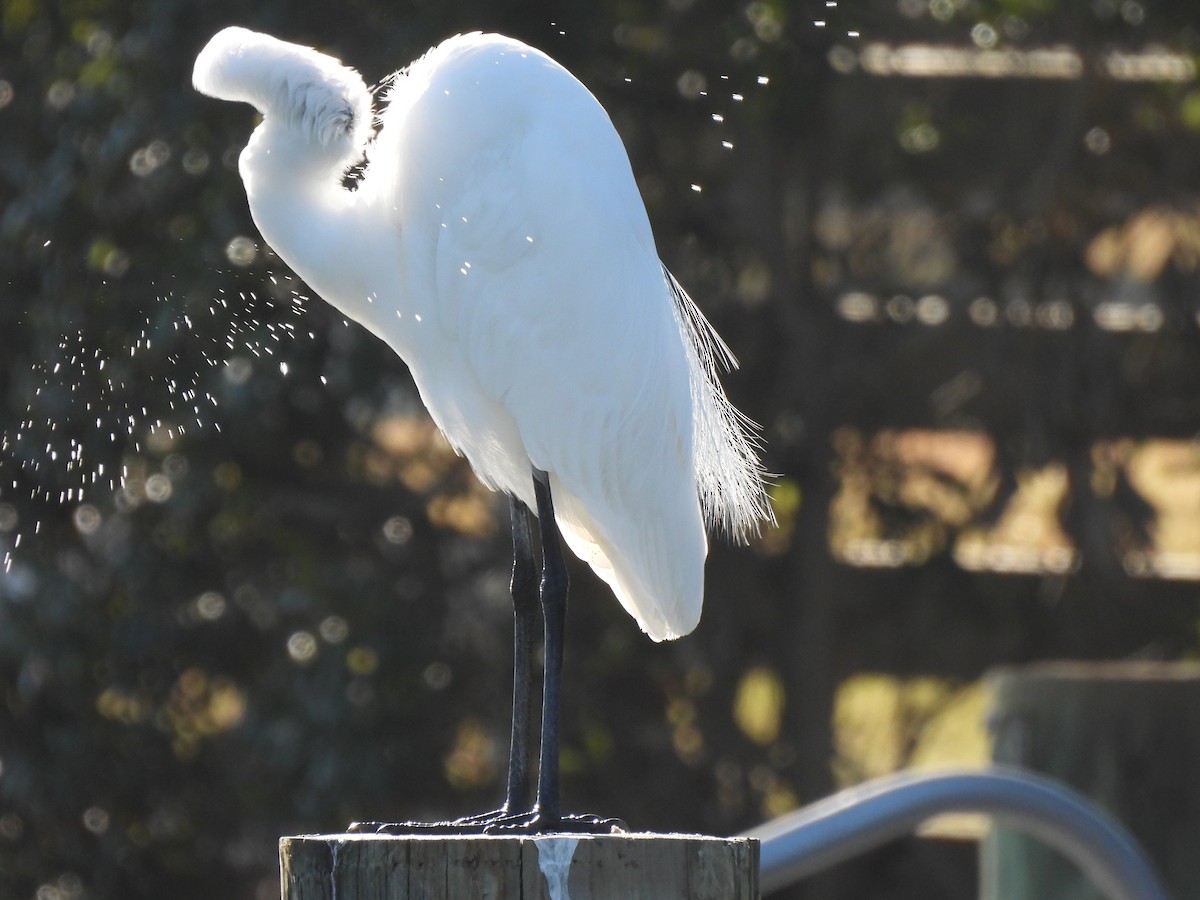 Great Egret - ML647328387
