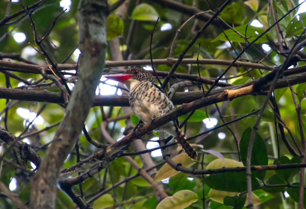 Banded Kingfisher - ML647328390