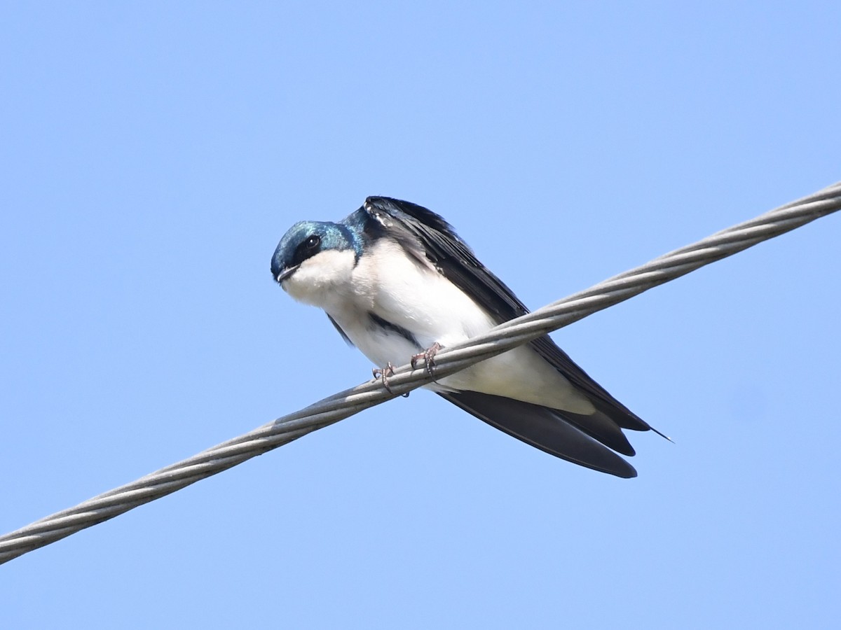 Tree Swallow - ML647328392