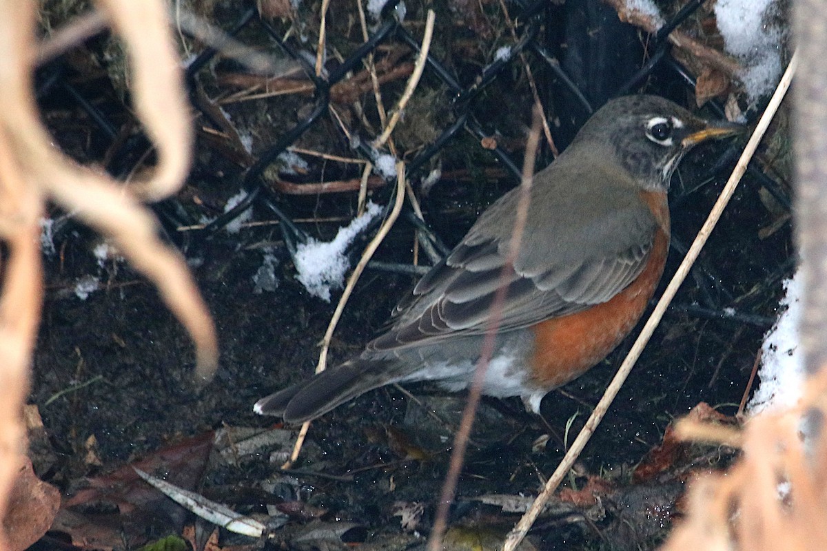 drozd stěhovavý - ML647328394