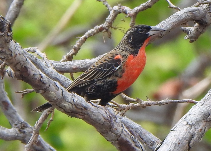 Red-breasted Meadowlark - ML647328407