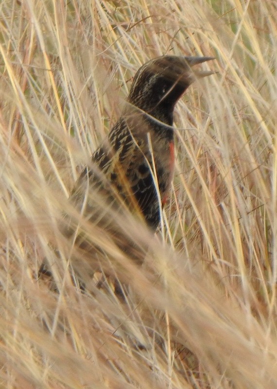 Red-breasted Meadowlark - ML647328408