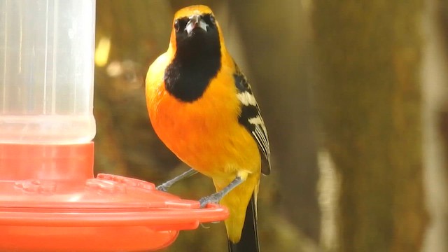 Hooded Oriole - ML647328409